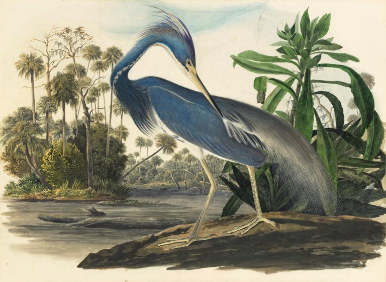 Retour sur les oiseaux qui ont marqué de leur empreinte le Tour de France.
