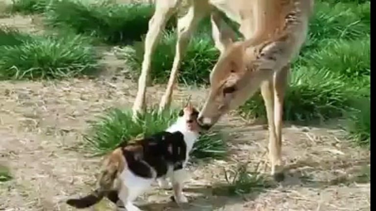 La Biche et le Chat ont fait du mal aux coureurs du Tour de France